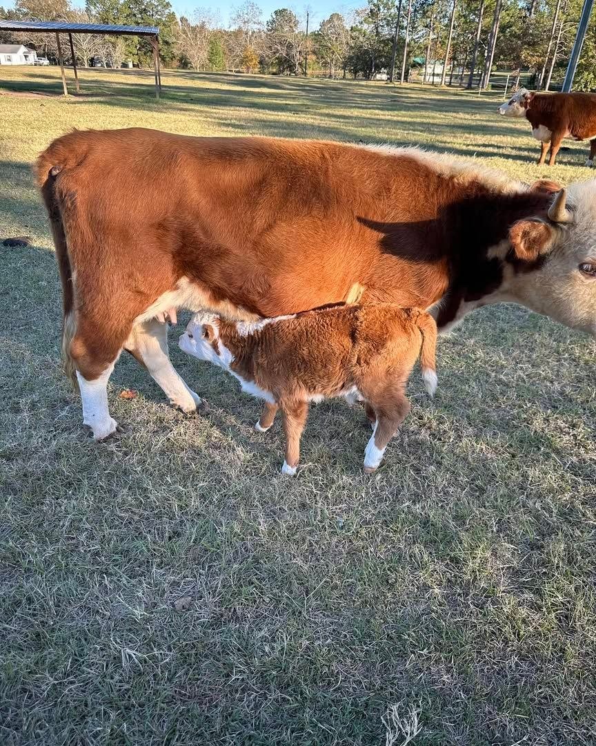 Miniature cattle with a farm caretaker at Mini Moo