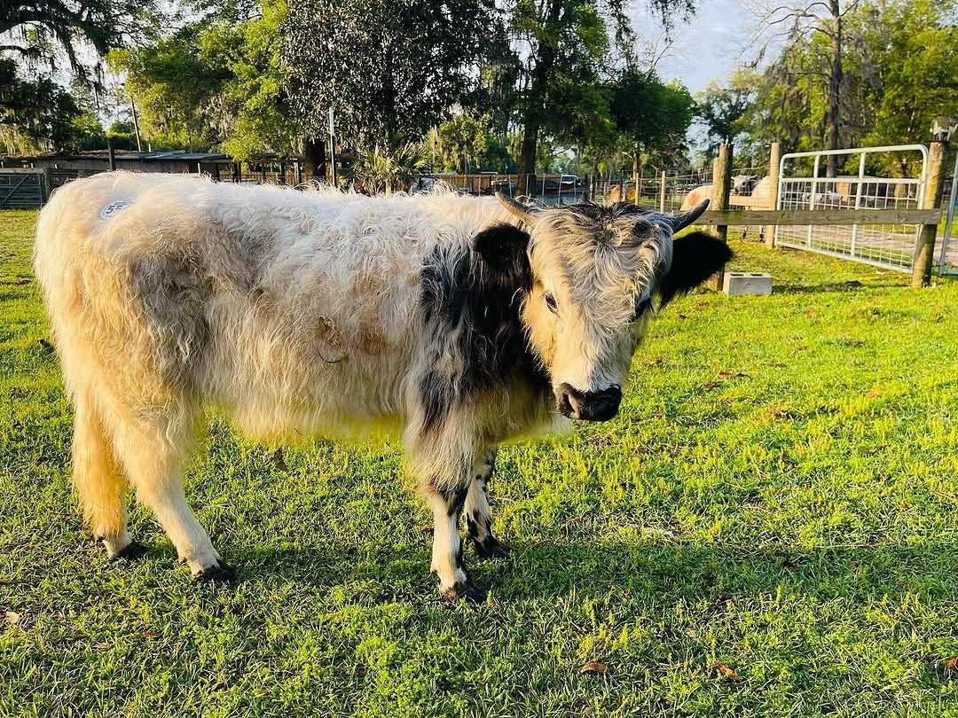 Shaggy horned miniature cow resting in the grass