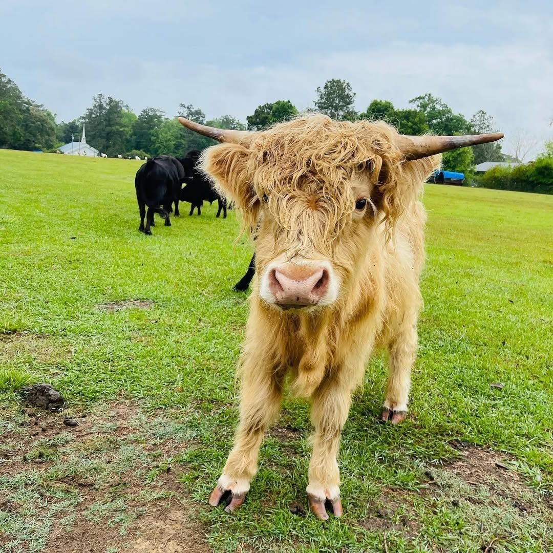 Black shaggy cow standing with a nursing calf