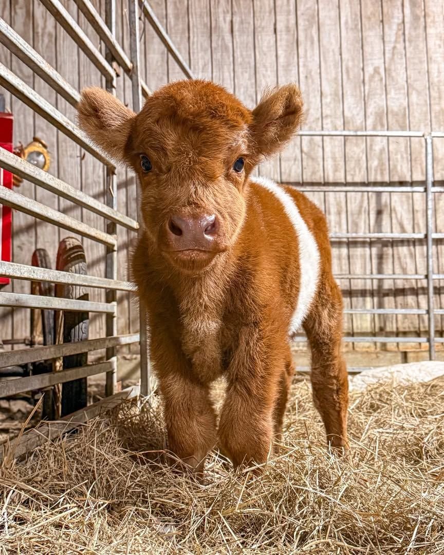 Maple, a red Miniature Belted Galloway heifer with a white belt
