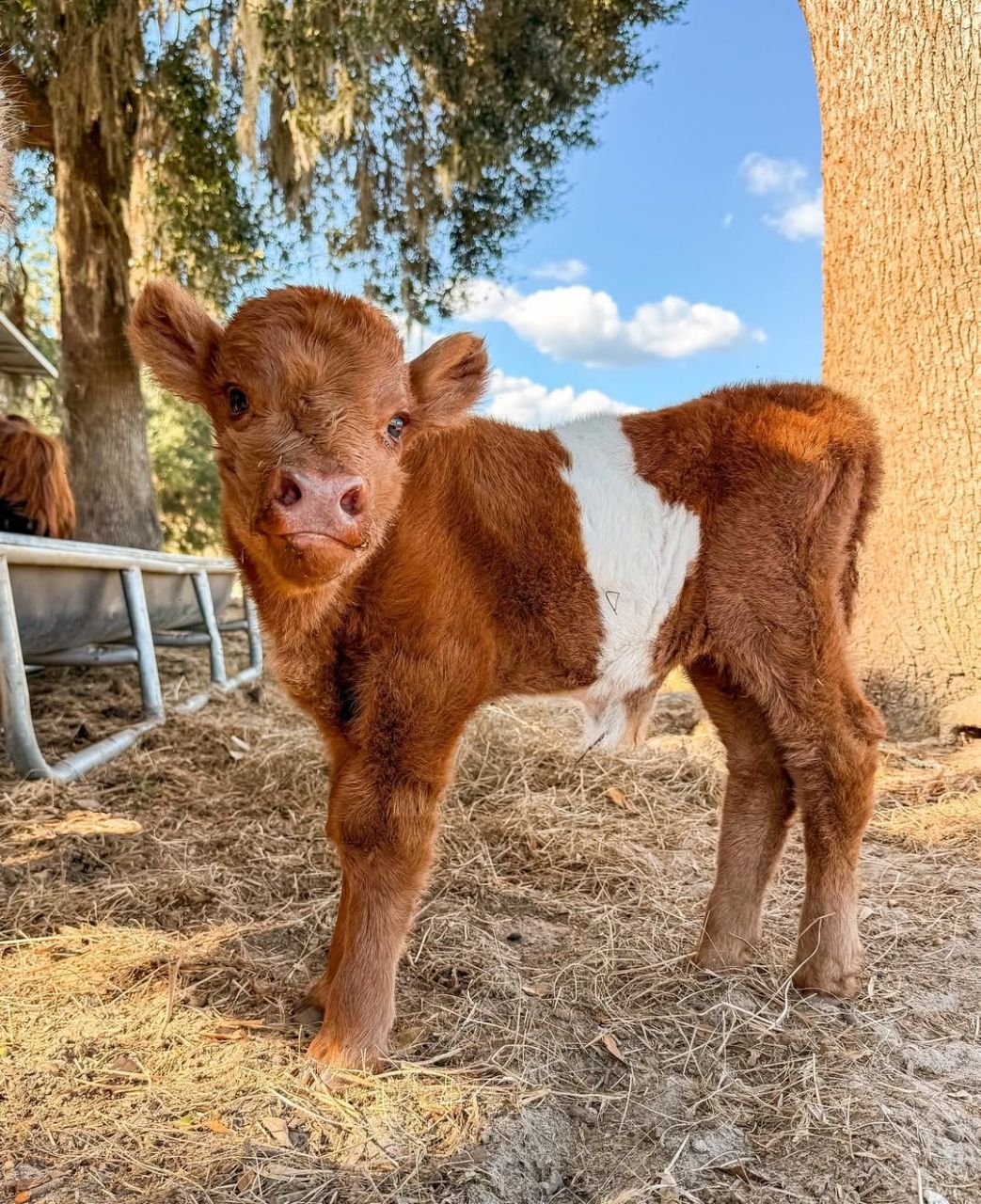 Close view of Maple, an available Miniature Belted Galloway heifer