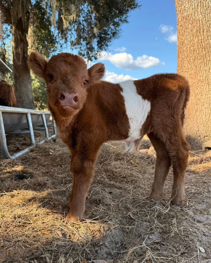 Maple standing at Mini Moo Alpaca Too Farm in Monticello, Florida