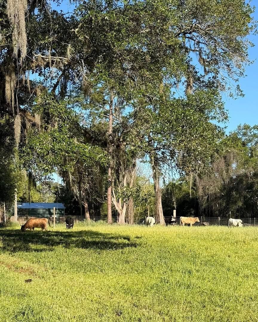Miniature cattle raised at Mini Moo Alpaca Too Farm in Monticello, Florida