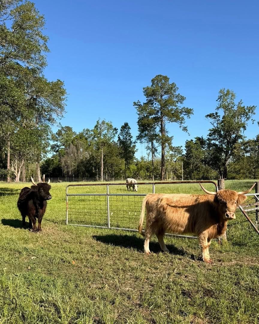 Miniature cattle raised at Mini Moo Alpaca Too Farm