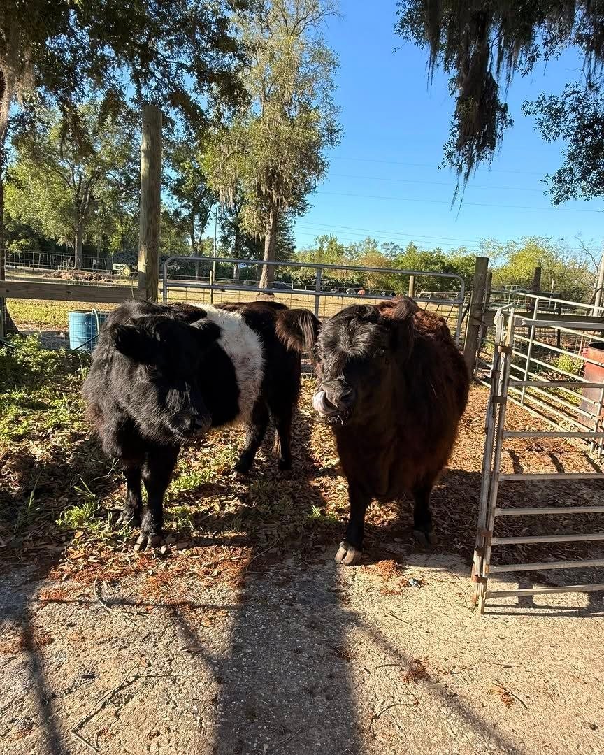 Mini cow at Mini Moo Alpaca Too Farm in Jefferson County, Florida