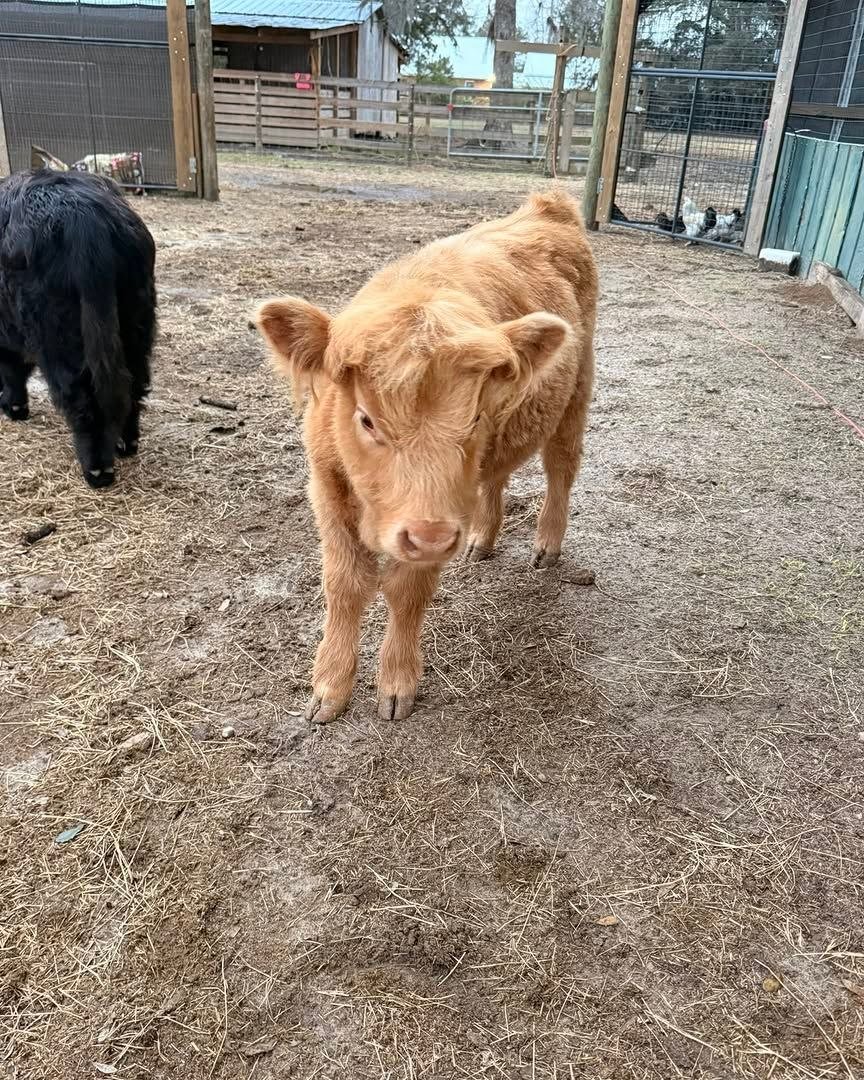 Full-body photograph of Goldie, a Golden Dun Mini Highland heifer