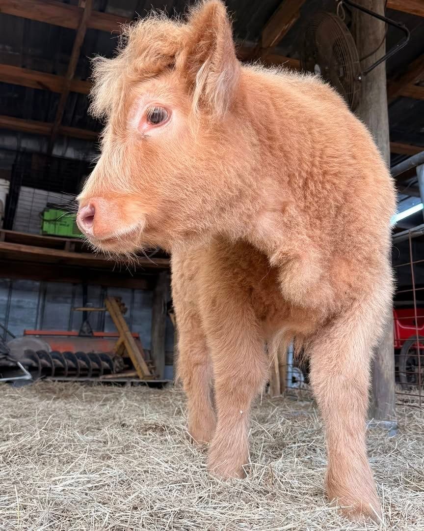 Side view of Goldie, an available Mini Highland heifer