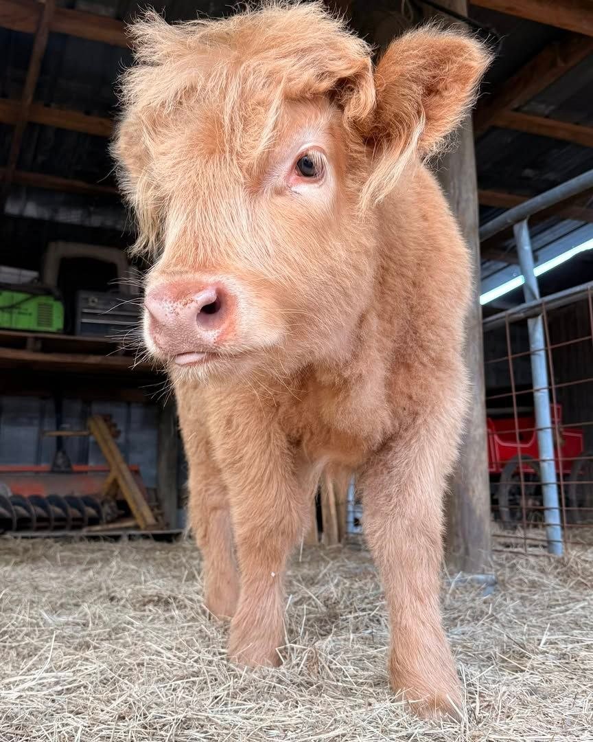 Close view of Goldie at our North Florida miniature cattle farm