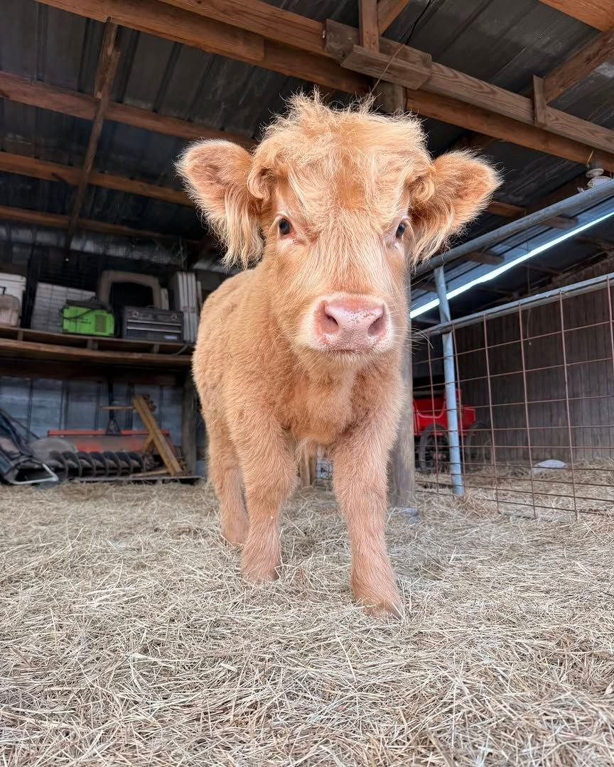 Goldie, an available Golden Dun Mini Highland heifer
