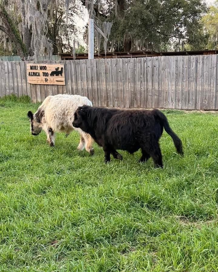 Mini cow at the Mini Moo farm in Monticello, Florida