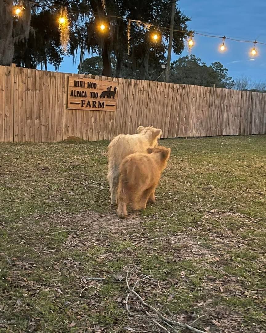 Miniature cattle at Mini Moo Alpaca Too Farm in Monticello, Florida