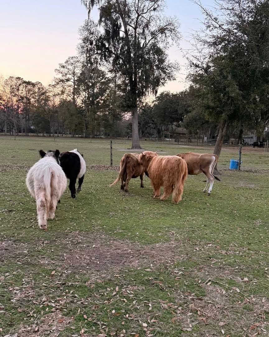Miniature cattle on the Mini Moo family farm in Jefferson County, Florida