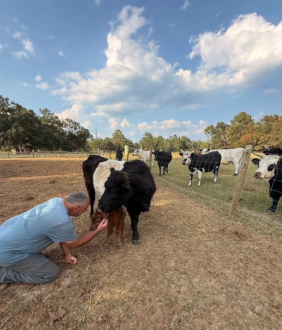 Miniature cattle cared for at Mini Moo Alpaca Too Farm