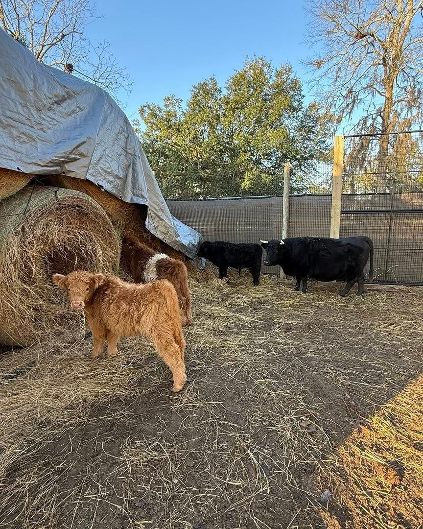 Mini cattle enjoying life at our farm in North Florida