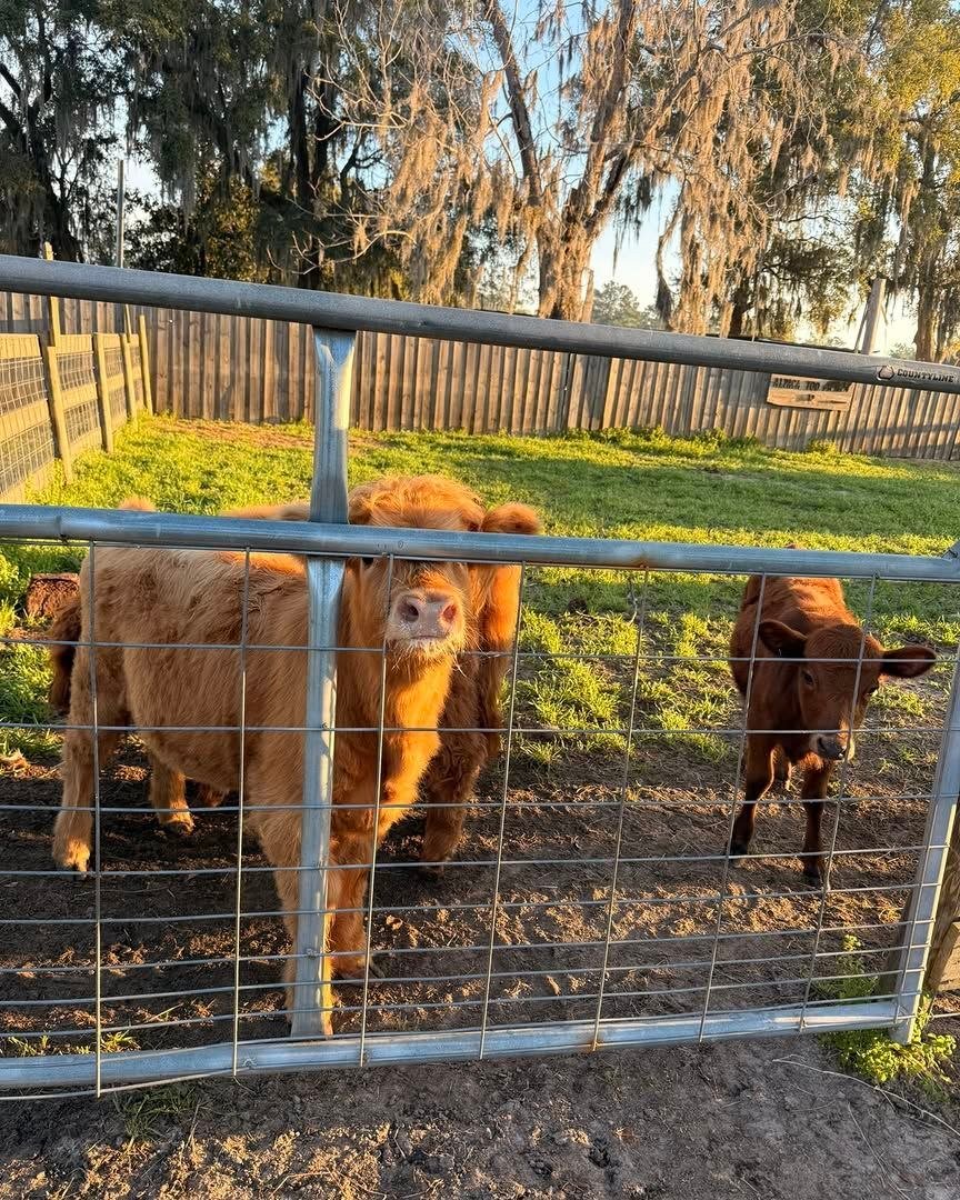 An everyday moment with the miniature cattle at Mini Moo Farm