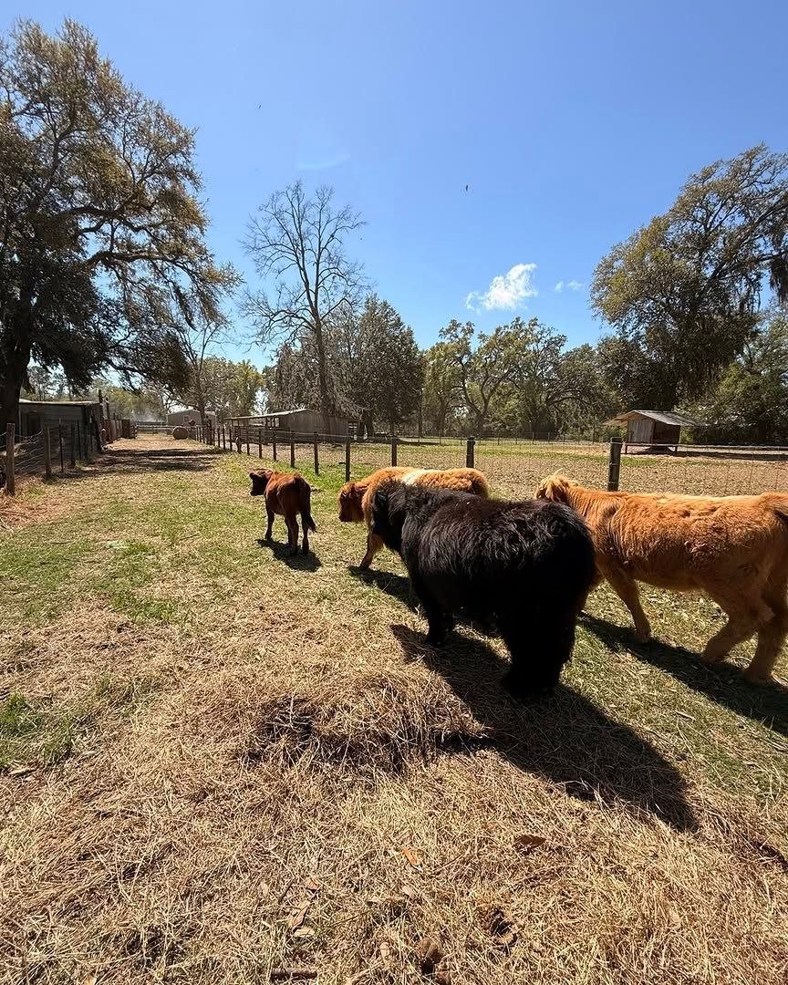 Miniature cattle raised at our North Florida family farm
