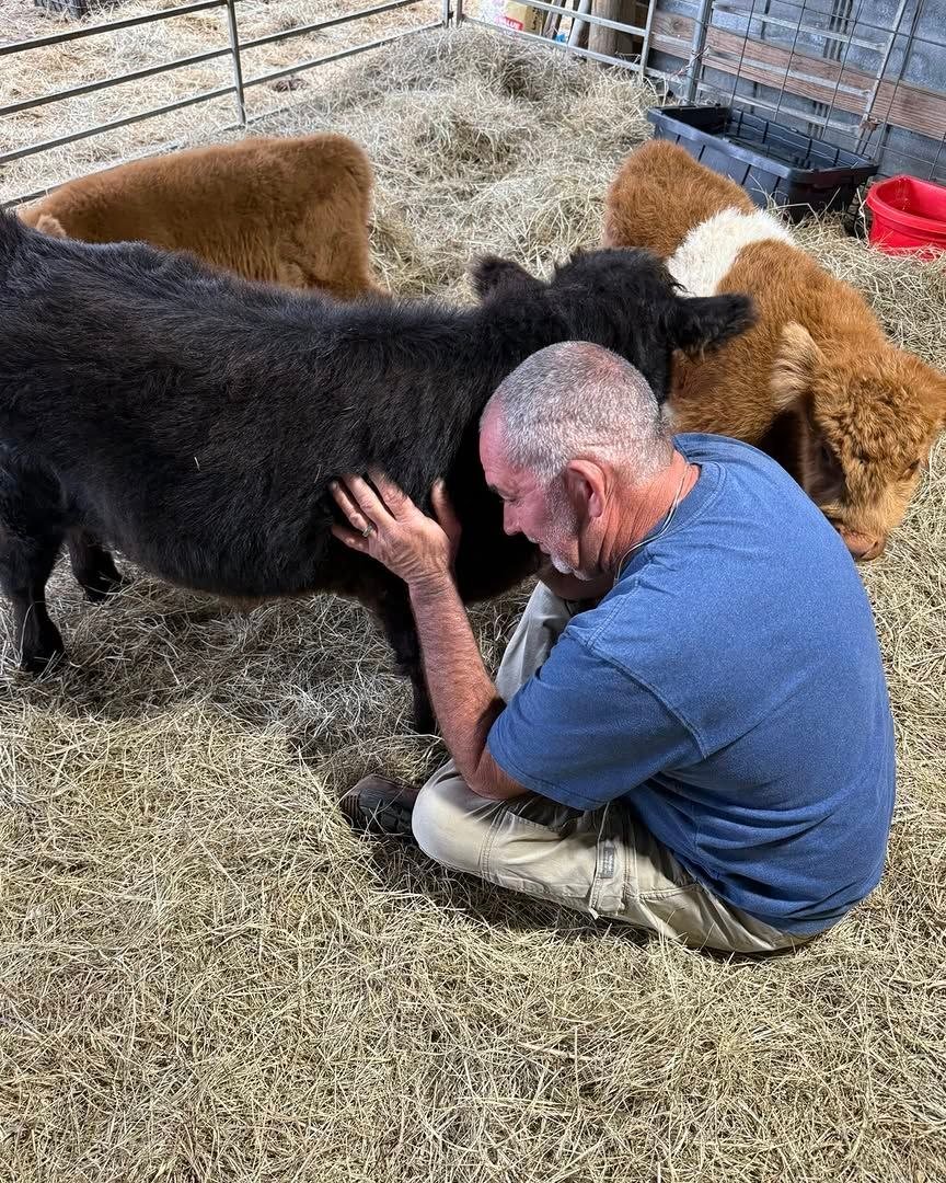 Life with miniature cattle at Mini Moo Alpaca Too Farm