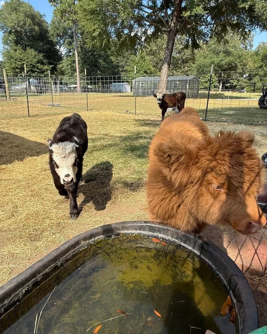 Mini cow at our family-operated farm in Jefferson County, Florida