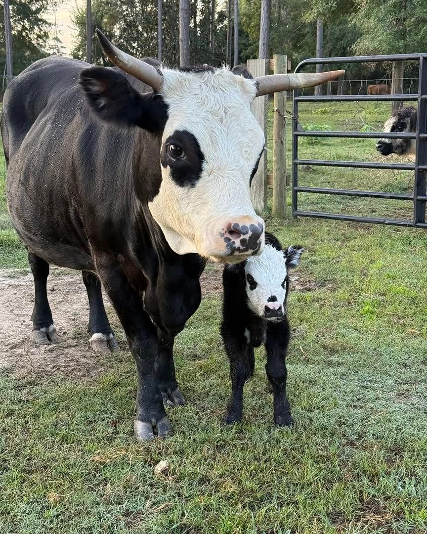 Miniature cattle at Mini Moo Alpaca Too Farm in North Florida