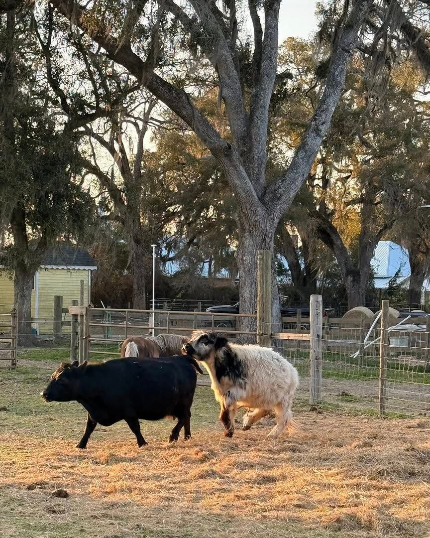 Miniature cattle living at our North Florida miniature cattle farm