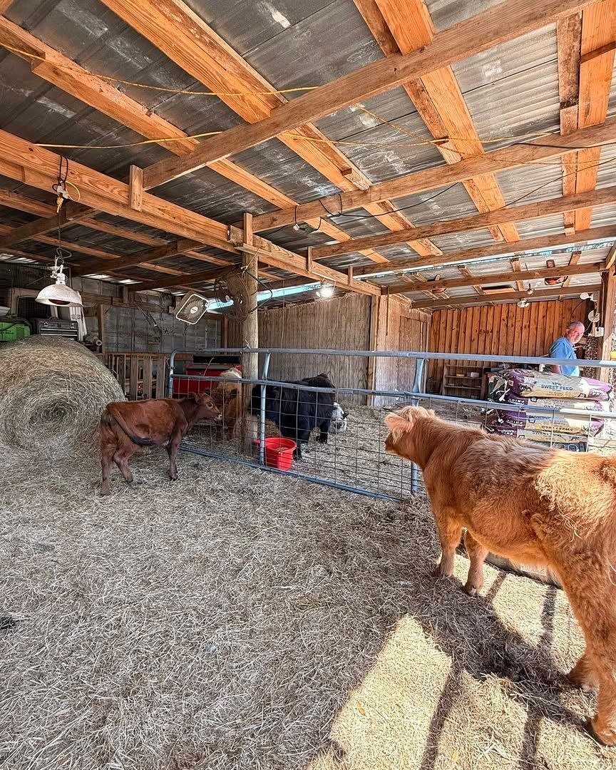 Miniature cattle at Mini Moo Alpaca Too Farm in North Florida
