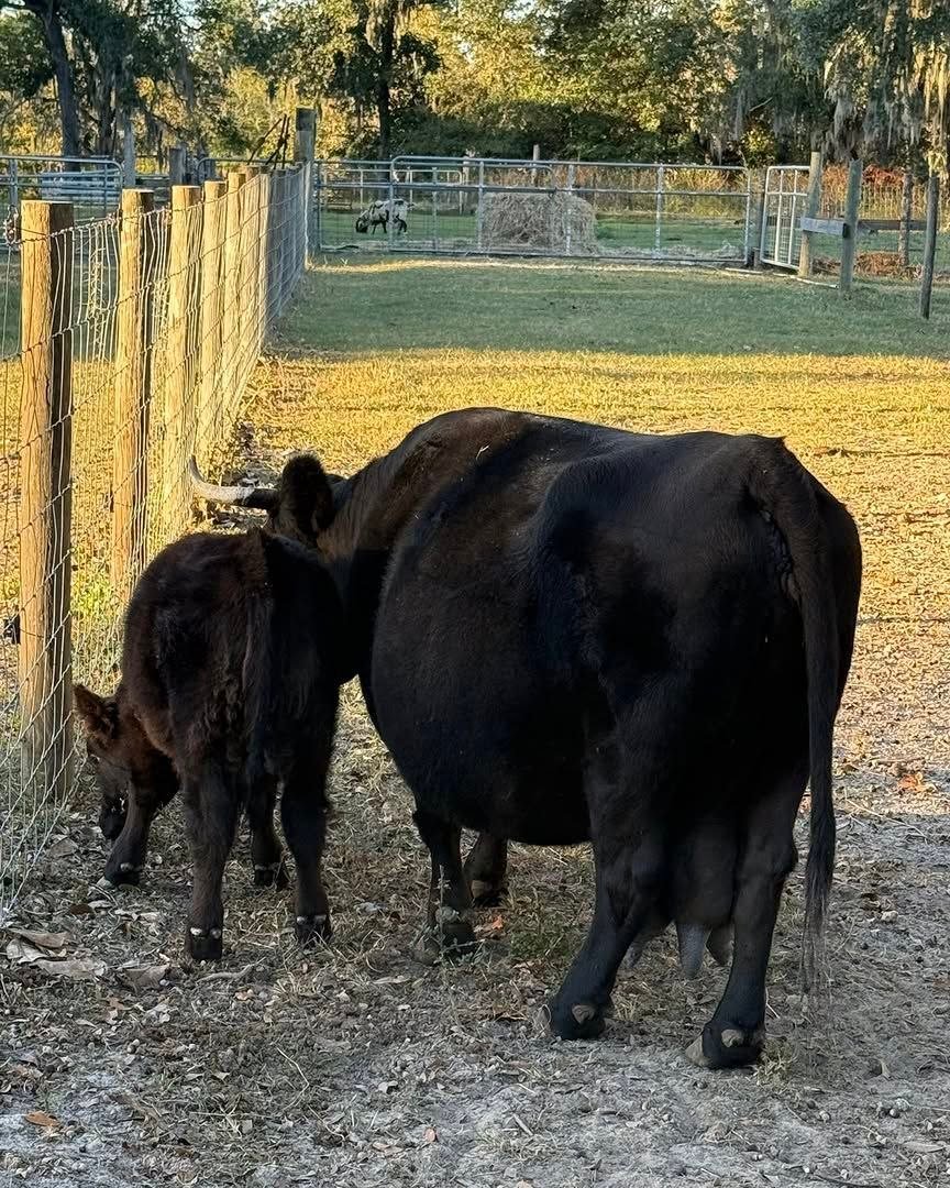 Miniature cattle at their prepared North Florida farm