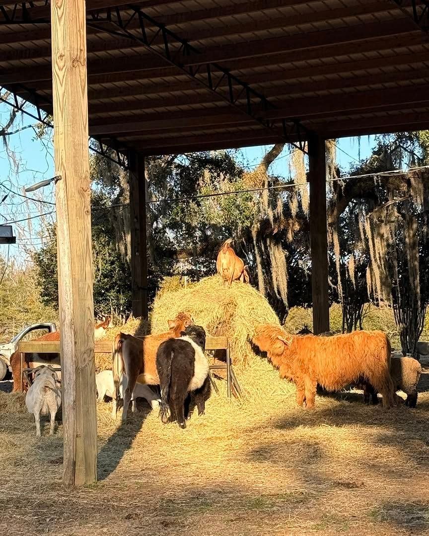 Miniature cattle living on a prepared farm property