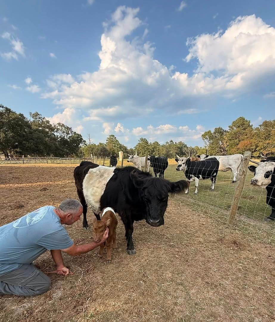 Daily care of the miniature cattle at our North Florida farm