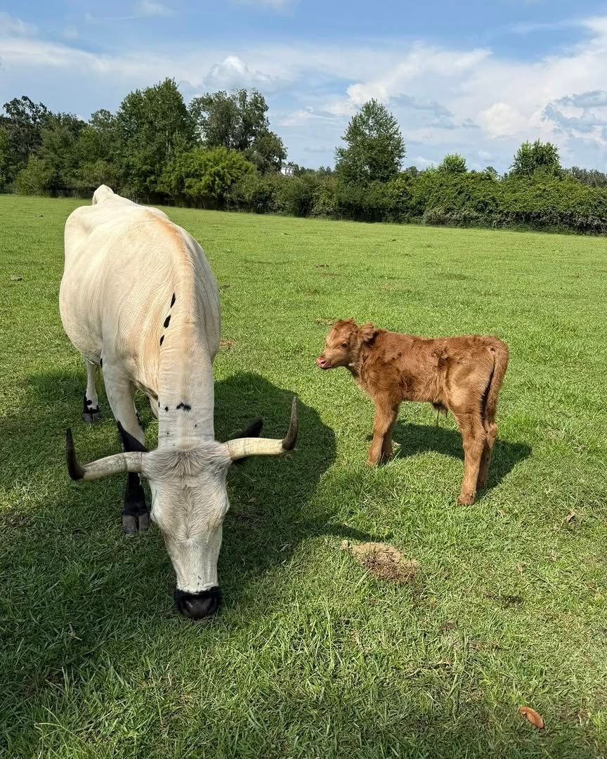 Horned cow grazing beside a young calf in the pasture