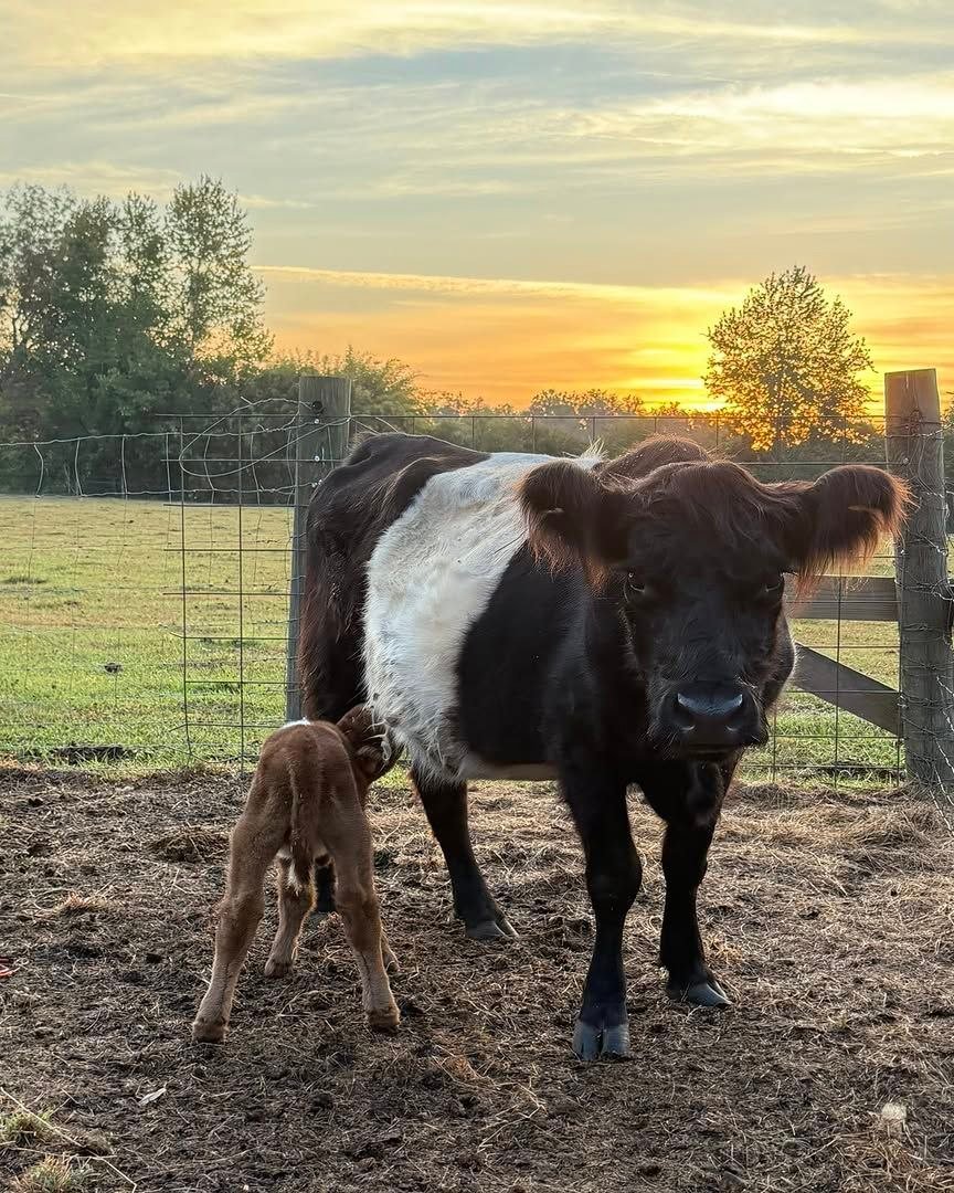 Cow and young calf together at sunset on our North Florida farm