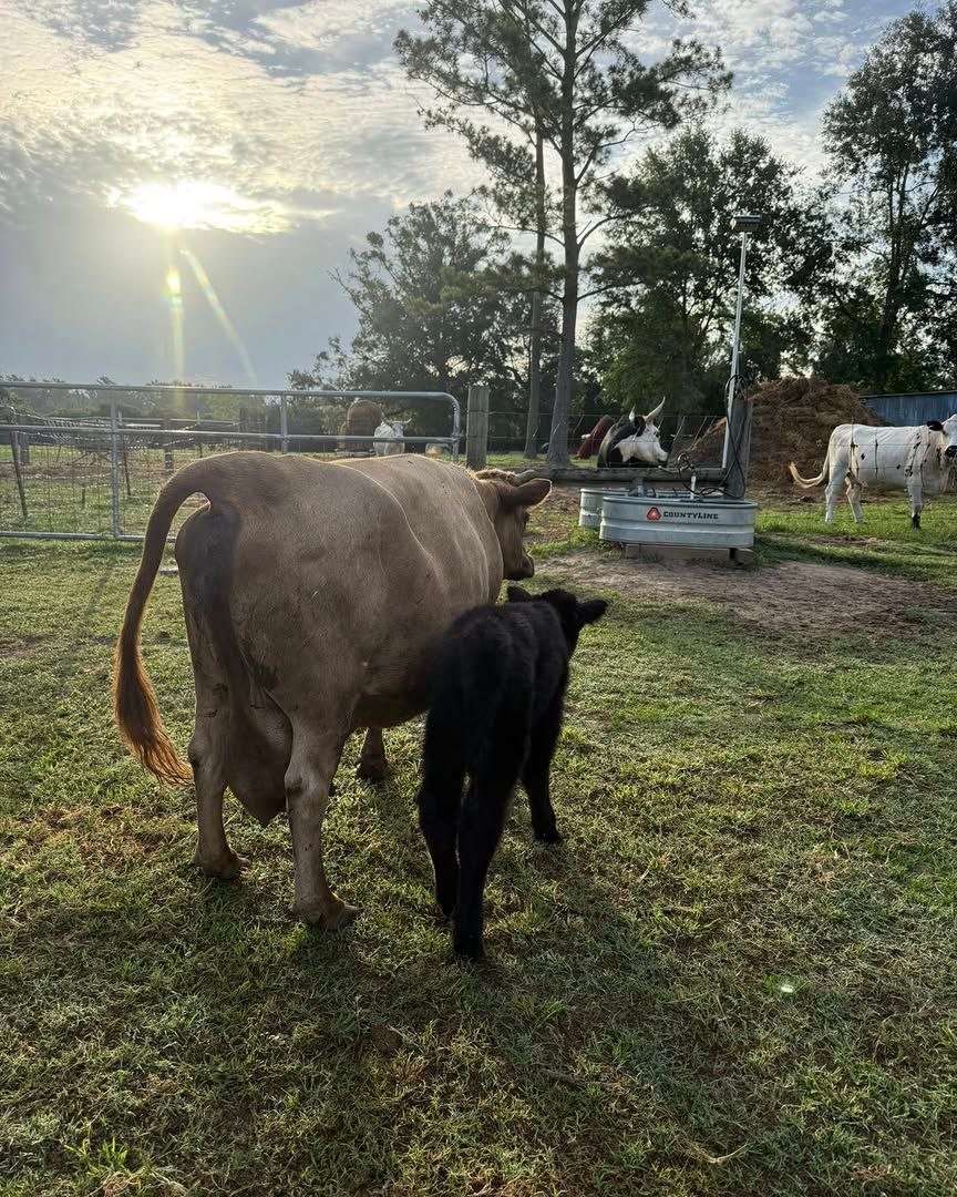 Cow and calf standing together in the evening pasture