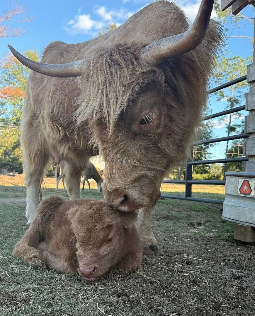 Shaggy horned cow standing beside a resting calf