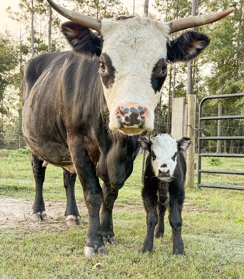 Cow standing with her calf at Mini Moo Alpaca Too Farm