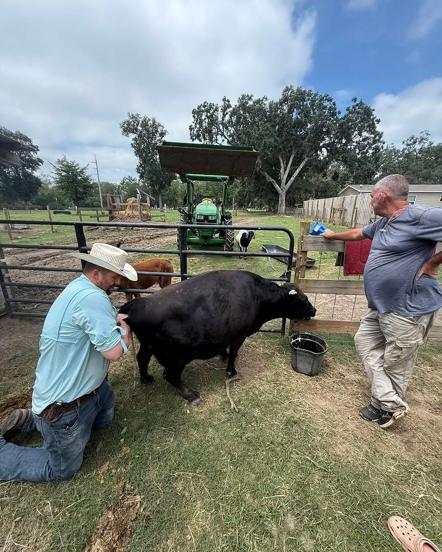 Farm team caring for cattle during a calf arrival at Mini Moo Farm