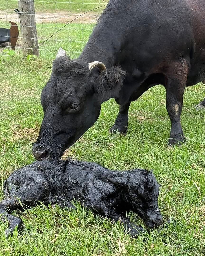 Cow attending to a newborn miniature calf on our North Florida farm
