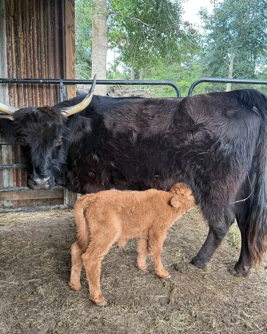 Horned cow nursing a calf at Mini Moo Alpaca Too Farm
