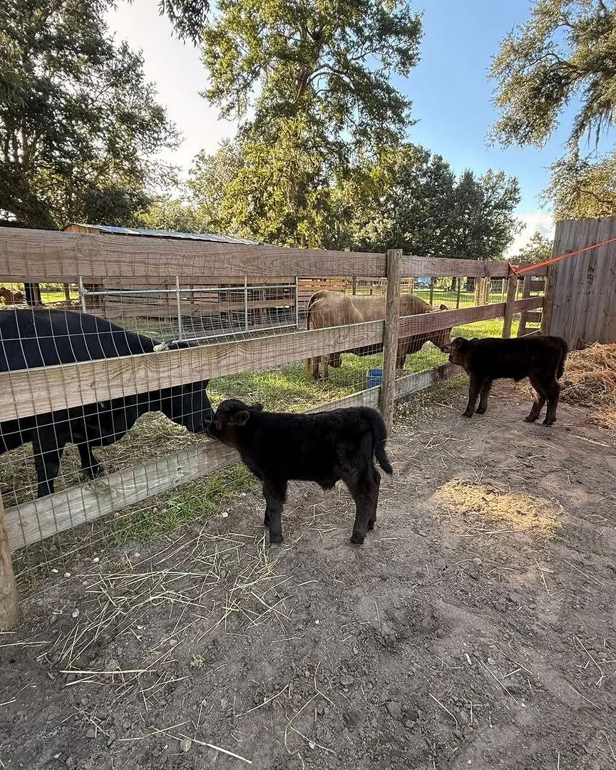 Young miniature cattle near the farm fencing
