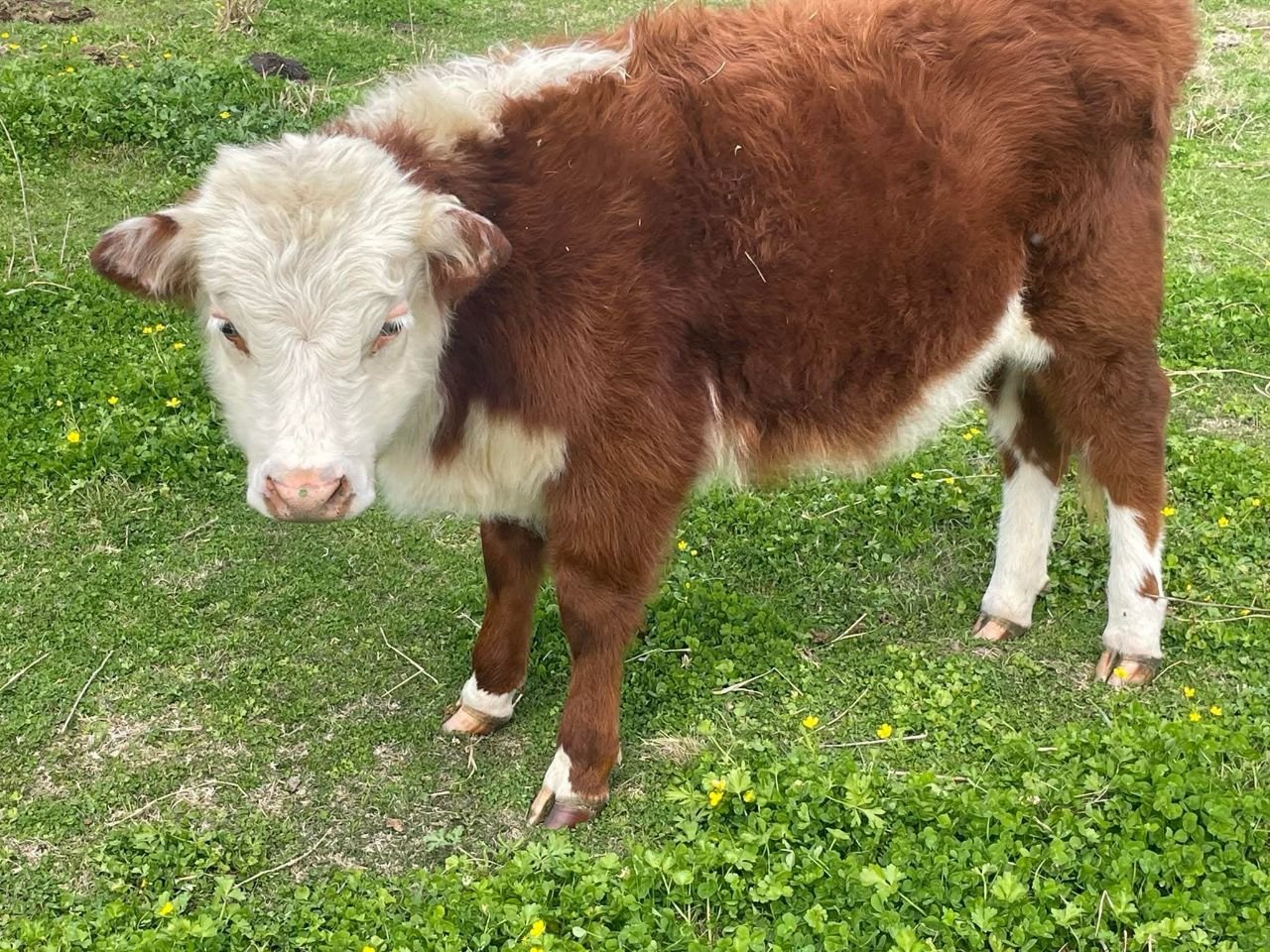 Previously sold miniature cow from our North Florida farm