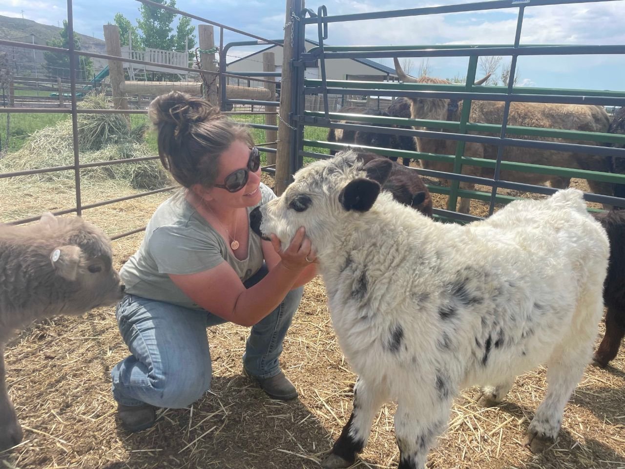 Sold mini cow previously raised at Mini Moo Alpaca Too Farm