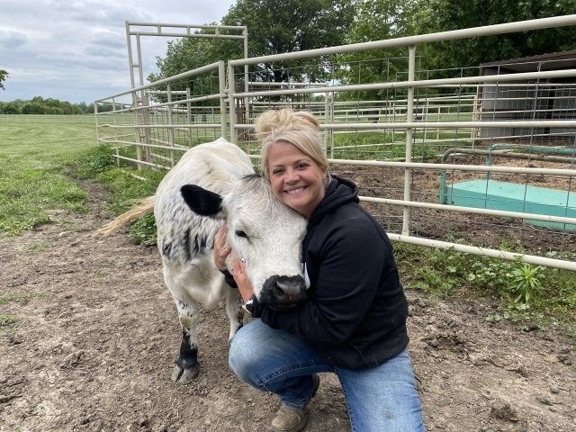 Previously sold mini cow from Mini Moo Alpaca Too Farm