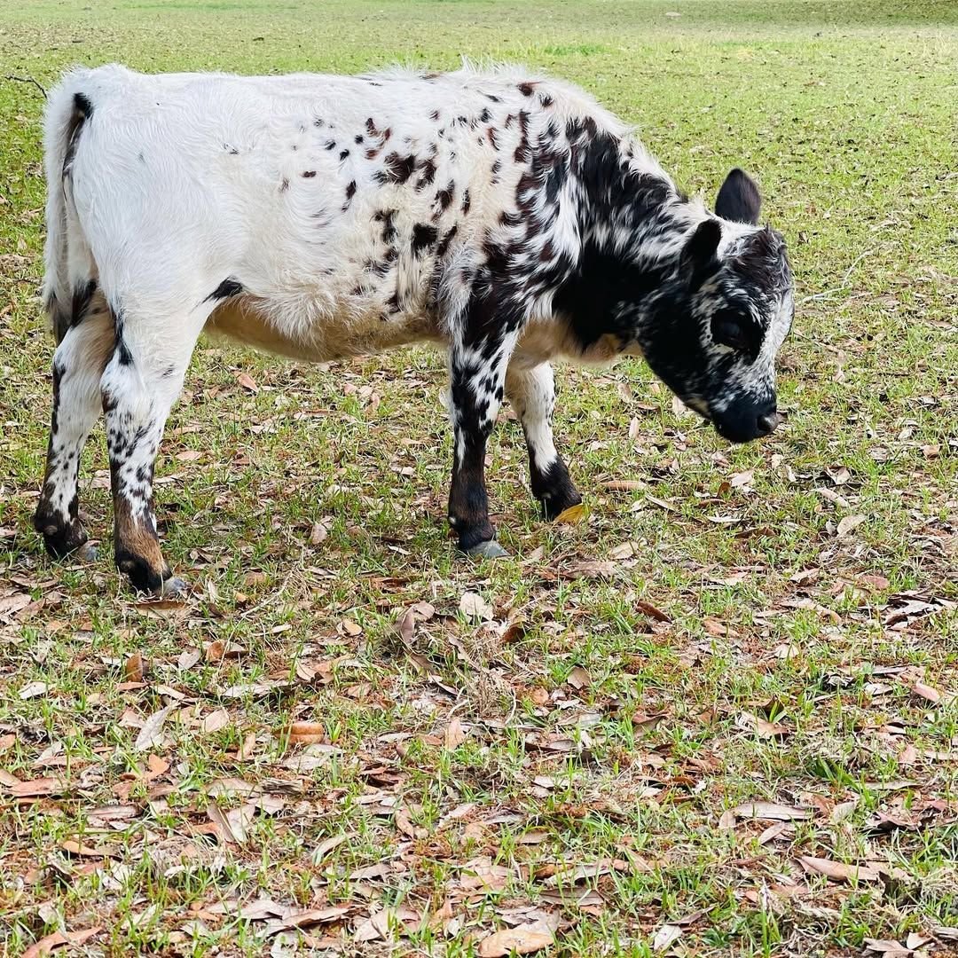 Another view of Fancy, an available female Mini HighPark calf