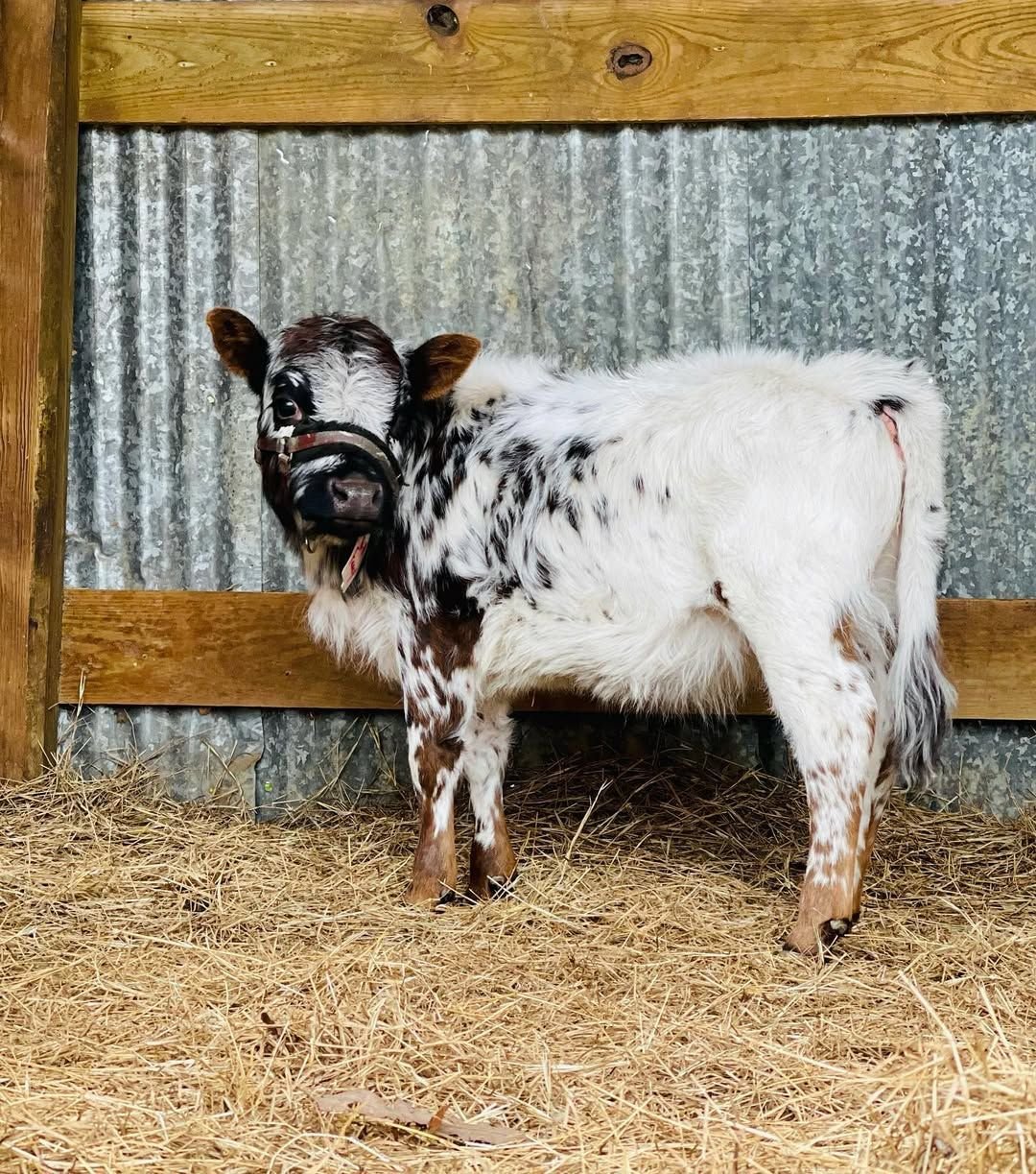 Fancy showing her predominantly white coat and distinctive speckled markings