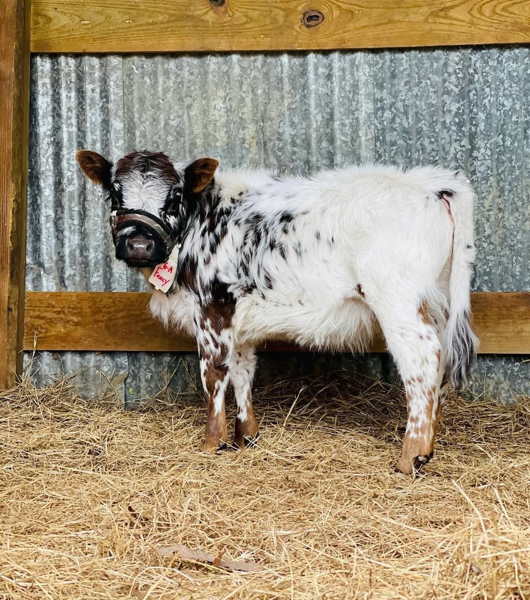 Fancy, an available white Mini HighPark heifer with speckled markings