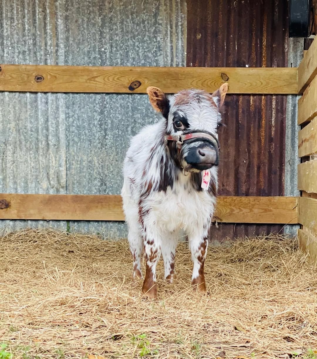 Fancy at Mini Moo Alpaca Too Farm in Monticello, Florida