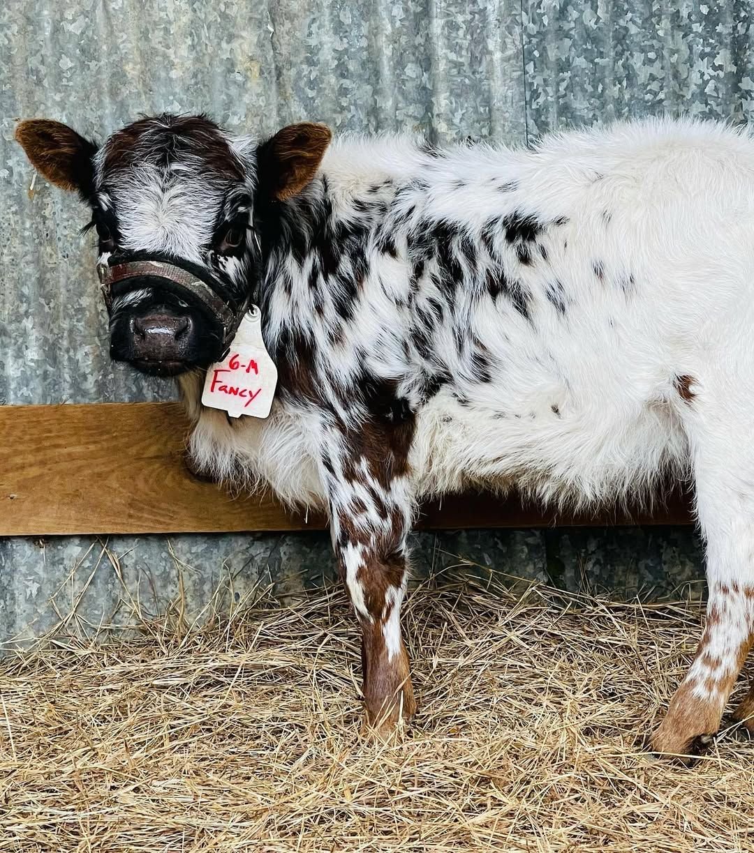 Full-body photograph of Fancy, a six-month-old Mini HighPark heifer