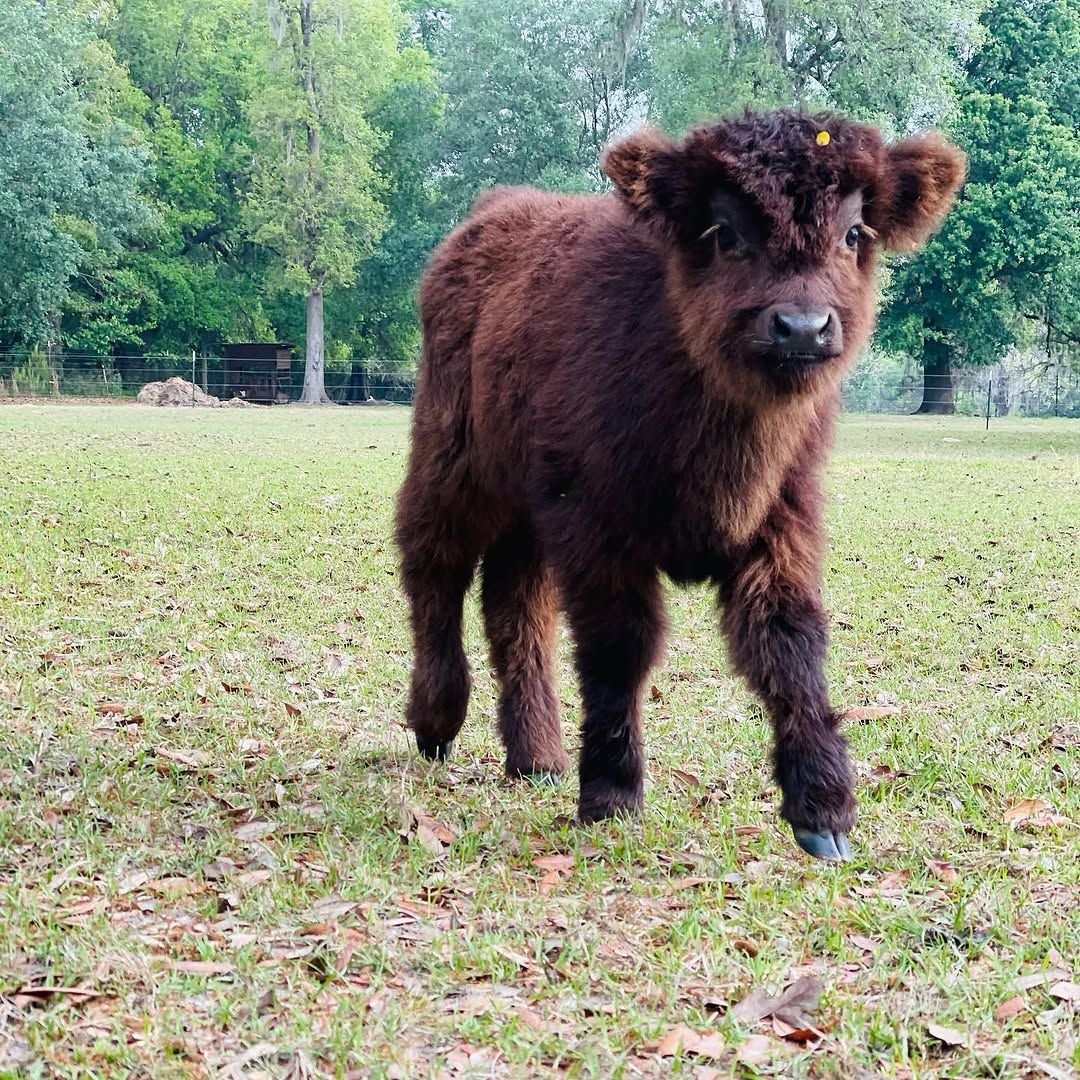 River, an available dark red Mini Highland heifer