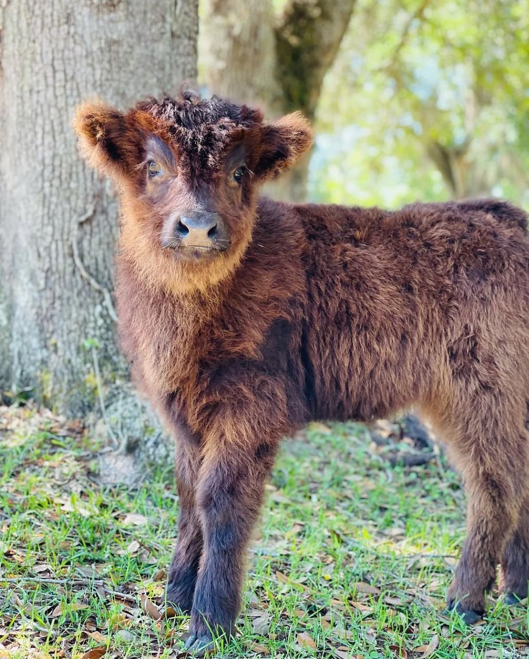 Full-body photograph of River, a two-month-old Mini Highland heifer