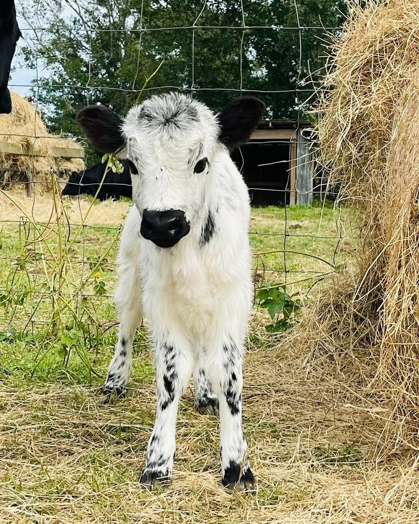 Juniper showing her dark ears, dark muzzle and speckled coat