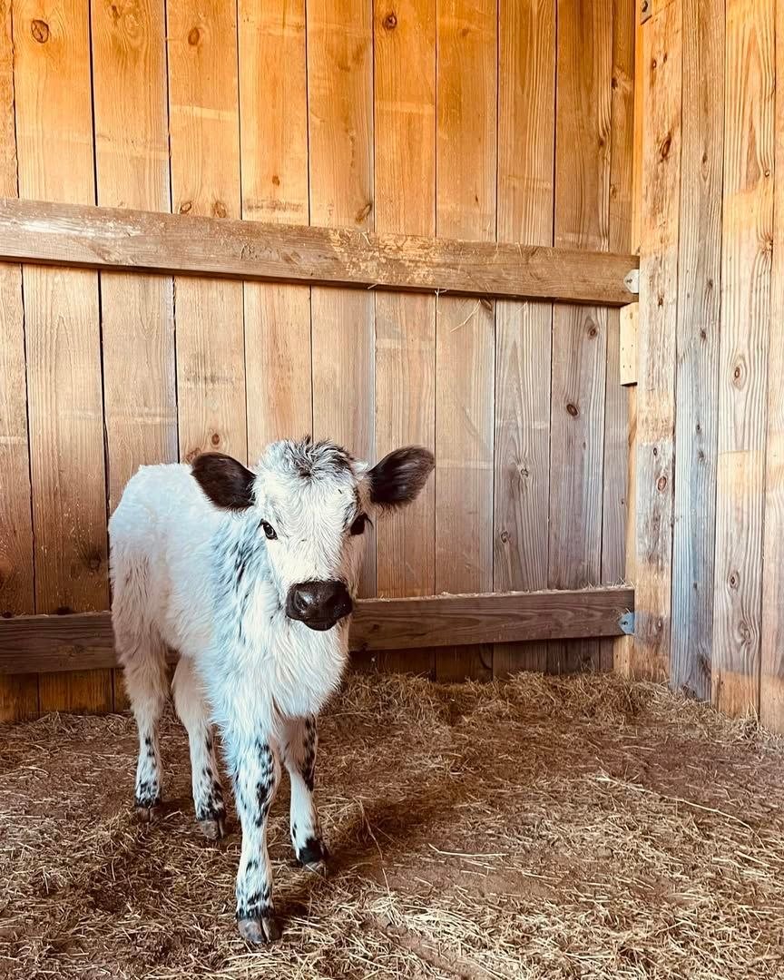Full-body photograph of Juniper showing her white coat and black speckled markings