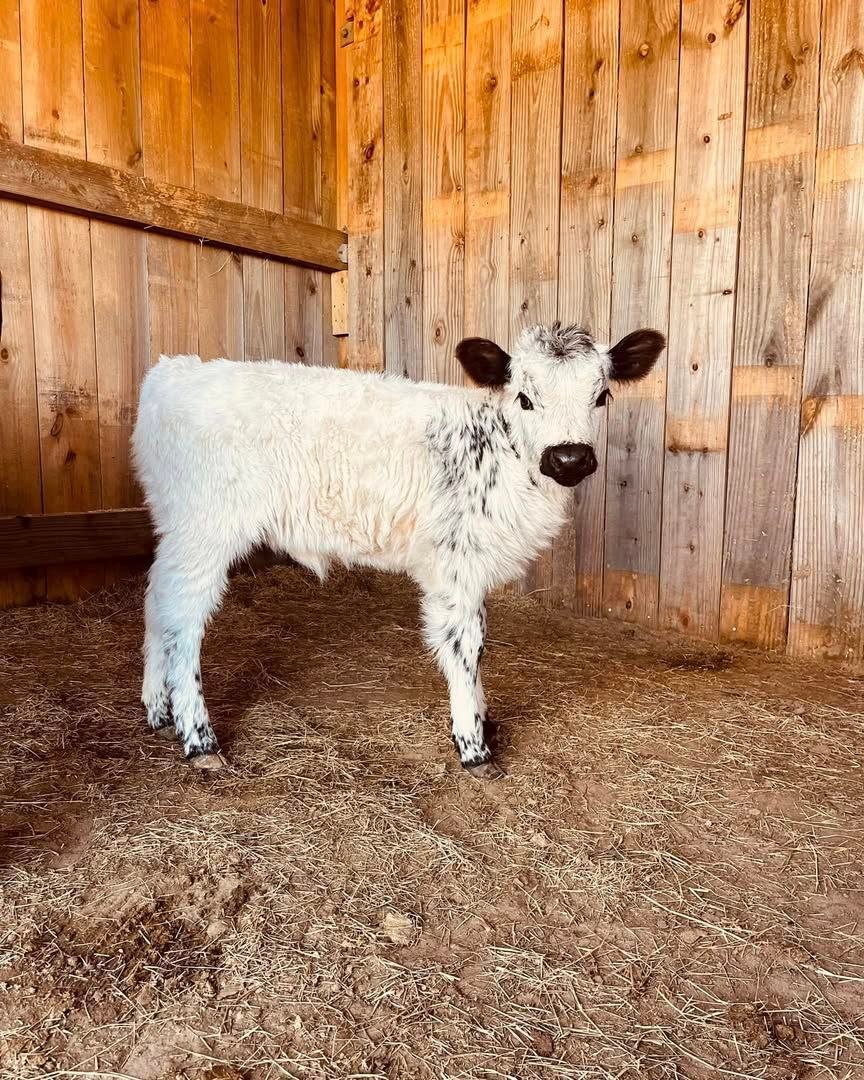 Juniper, an available Mini HighPark and Dexter cross heifer
